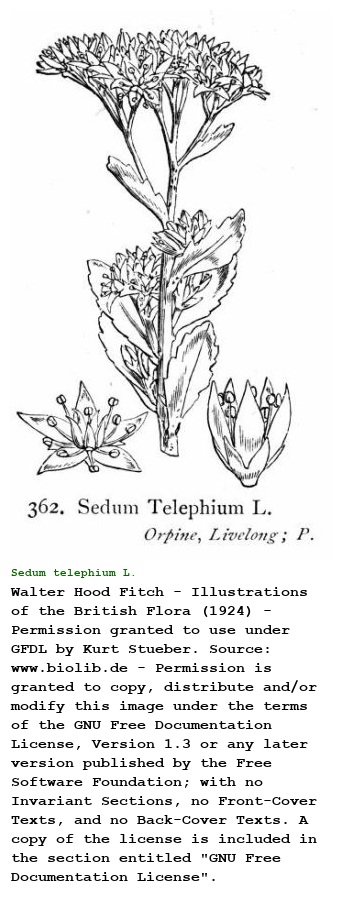 Sedum telephium L.